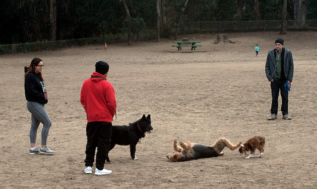 dogpark12242017 copy