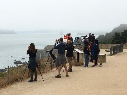 birders hunt for parakeet auklet in fog copy