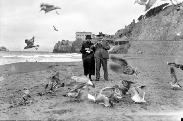 CliffHouseBirds_wnp26.433 copy