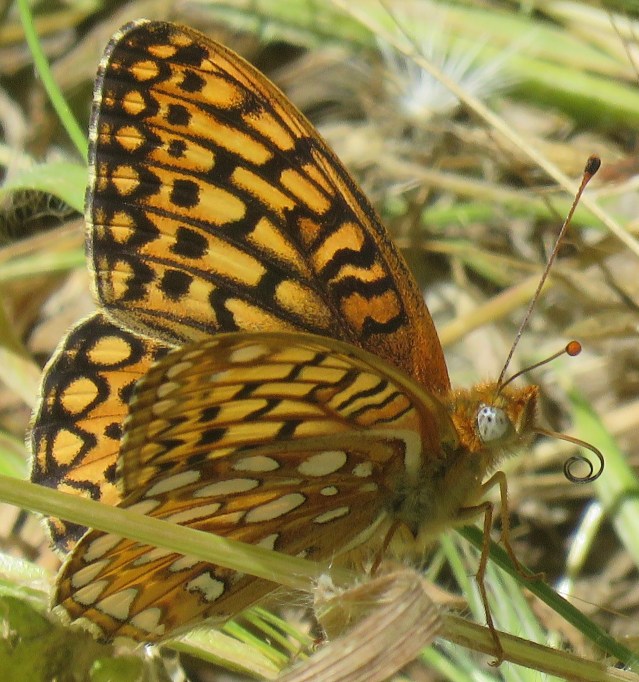 Butterfly 1 RSN 7-18-19