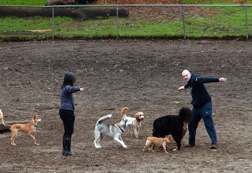 ggpdogpark-throwing-tom-both-1-20.jpg