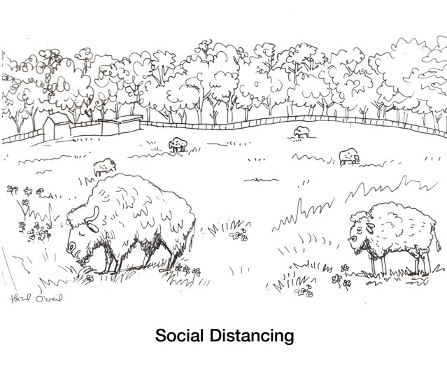 Bison_Social-Distancing cartoon Hazel
