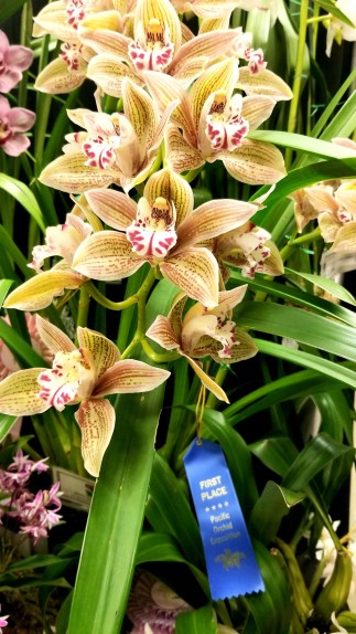 orchid first place photo connor SB 3-20