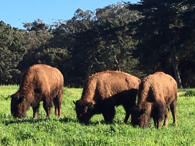 bison-mjsd-both-4-29jpg