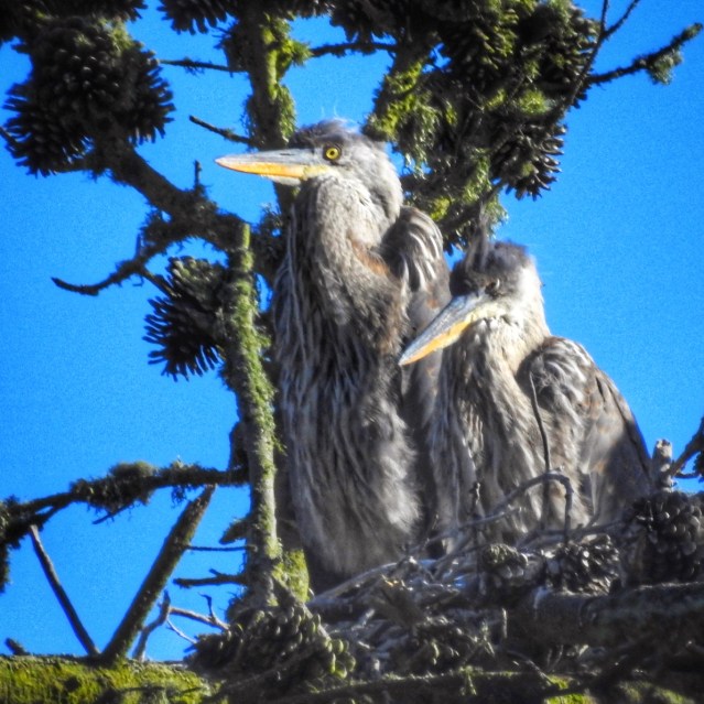 2babychicksoldenoughtofly HeleneSobol.jpg