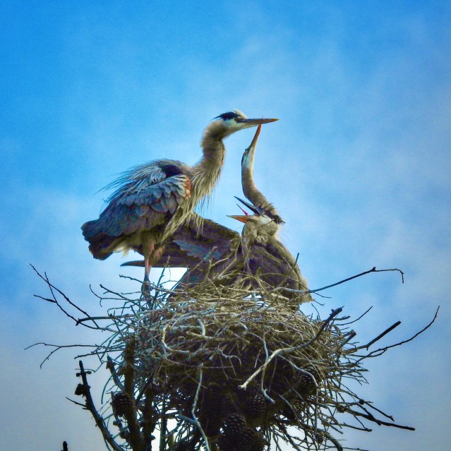 adult GBHwchickHelene Sobol