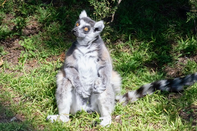 lemur 2 RSN 10-14-20