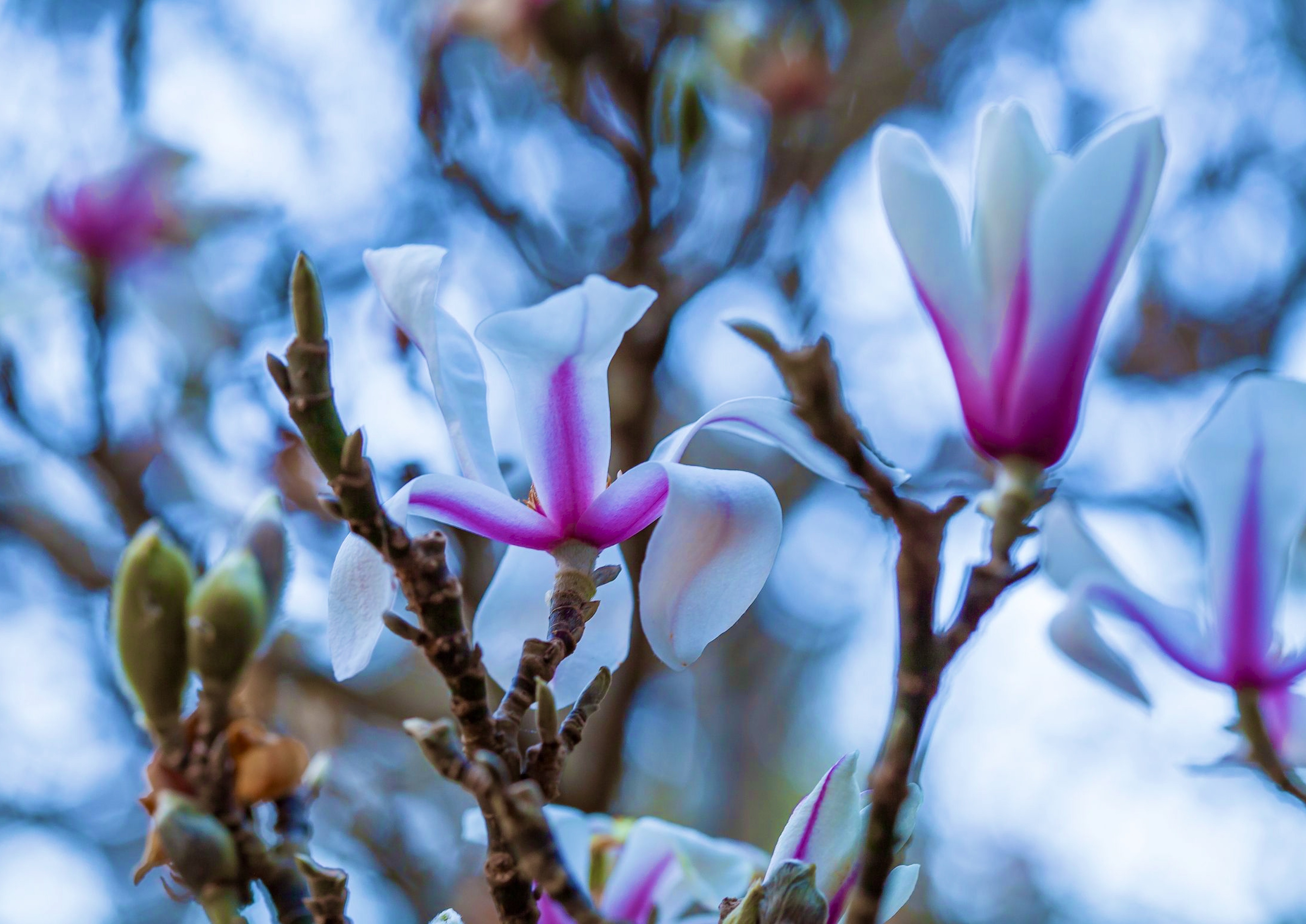 Magnolia bloom photo EDITED BOTH 1-21