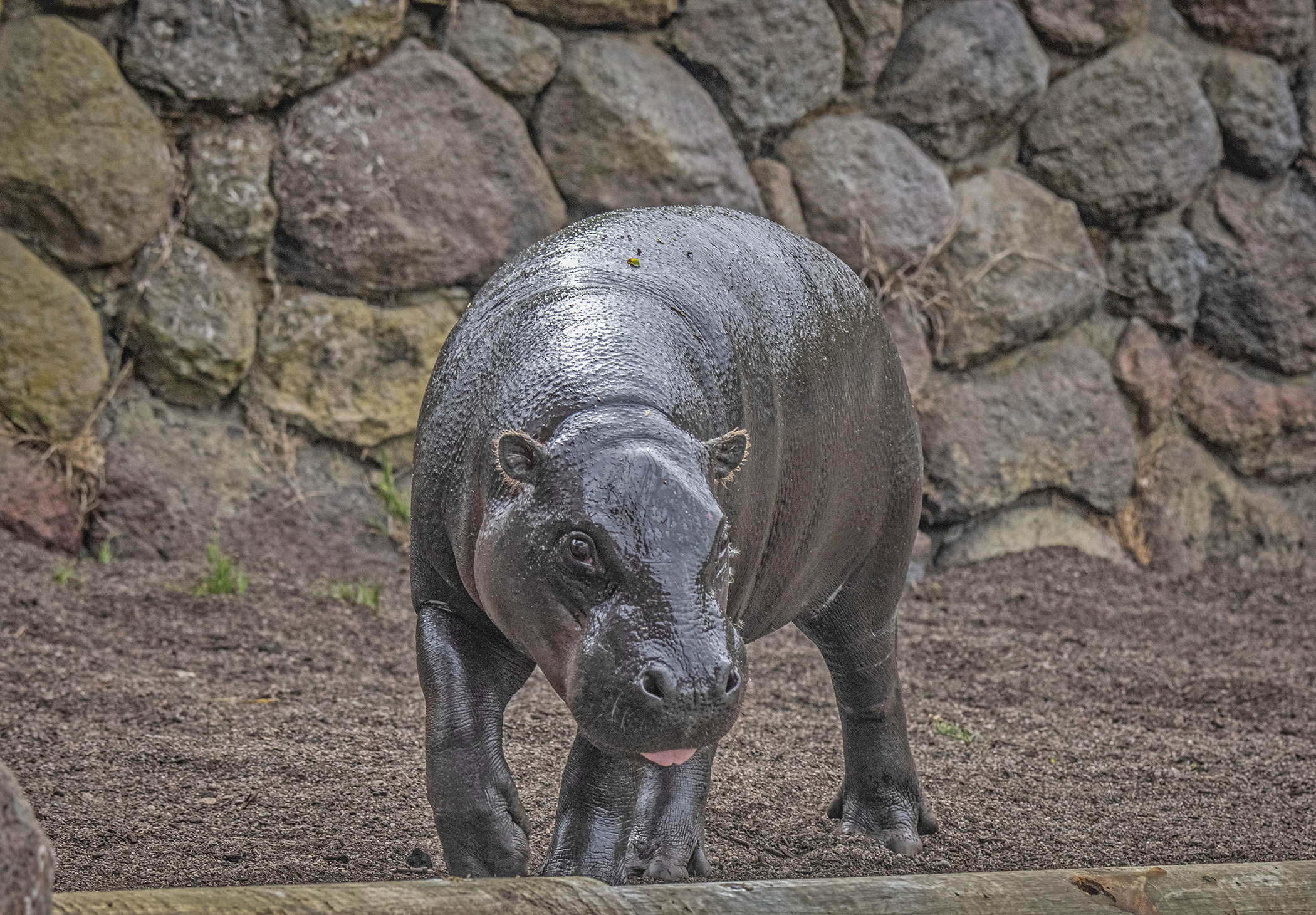 sfzoo_pygmy-hippopotamus_may-