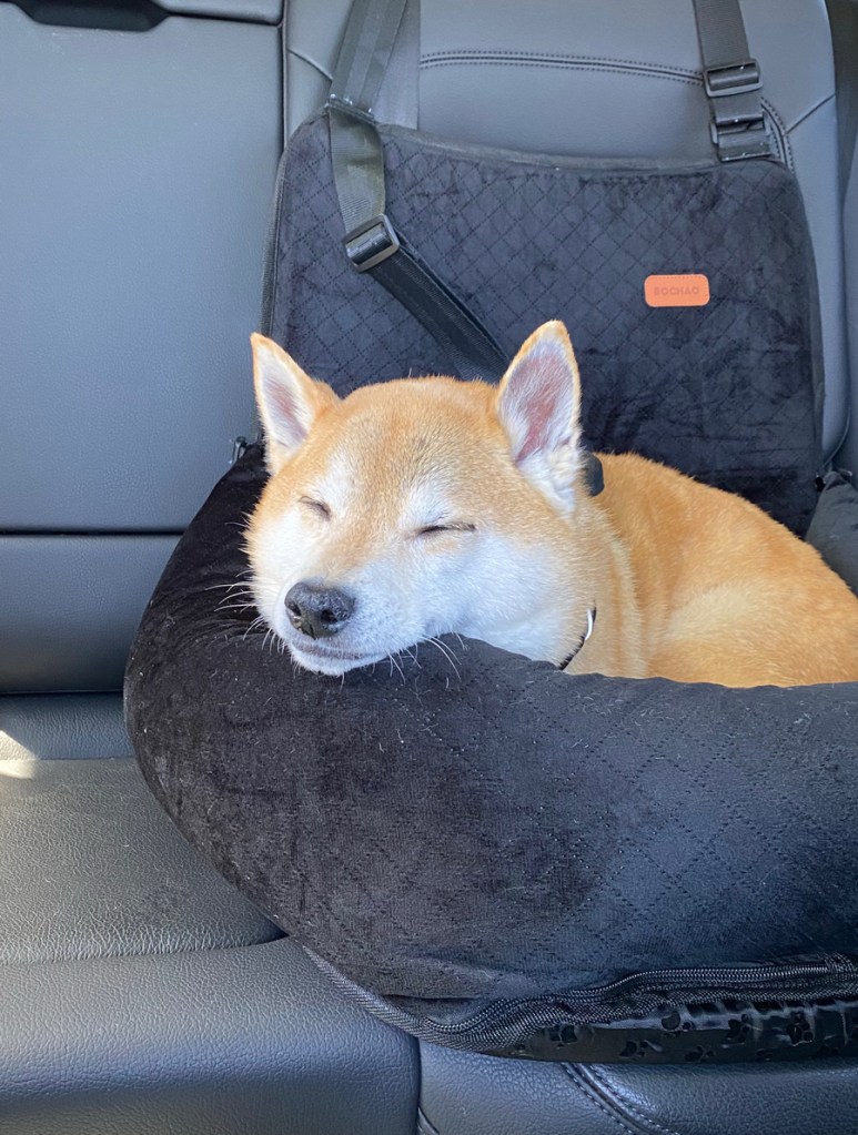 Send up to three photos of your pet to Editor@RichmondSunsetNews.com by the 15th of the month for consideration for “Pet Pix.” Please include your pet’s name.